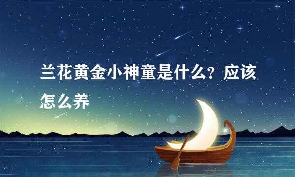 兰花黄金小神童是什么？应该怎么养