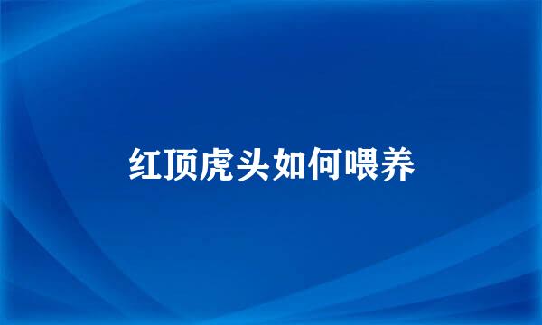 红顶虎头如何喂养